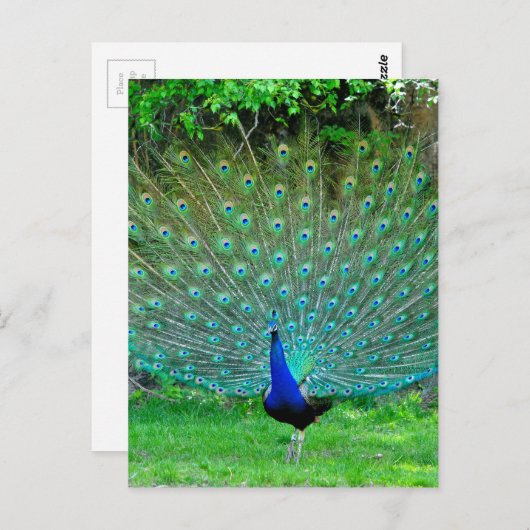 Peacock Slight Postkarte (Vorne/Hinten)