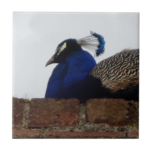 Peacock Small (4,25" x 4,25") Keramik Foto Tile Fliese (Vorderseite)