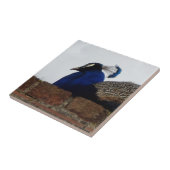 Peacock Small (4,25" x 4,25") Keramik Foto Tile Fliese (Seite)