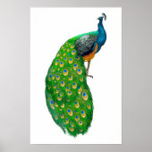 Peacock Small Poster (Vorne)