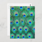 Peacock Splendor Postkarte (Vorne/Hinten)