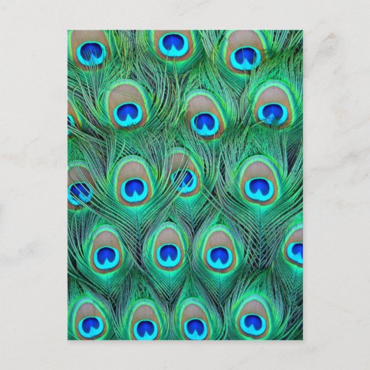 Peacock Splendor Postkarte (Vorderseite)