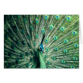Peacock Strut (Vorderseite (Horizontal))