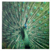 Peacock Strut Fliese (Vorderseite)