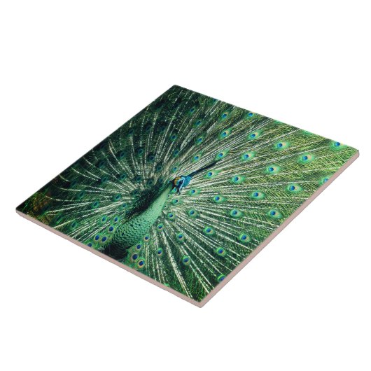 Peacock Strut Fliese (Seite)