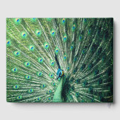 Peacock Strut Gästebuch (Rückseite)