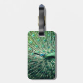 Peacock Strut Gepäckanhänger (Rückseite vertikal)