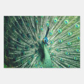 Peacock Strut Geschenkpapier Set (Vorderseite 2)