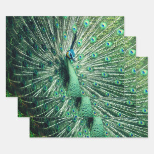 Peacock Strut Geschenkpapier Set