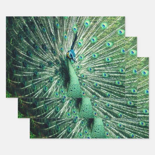 Peacock Strut Geschenkpapier Set (Set)