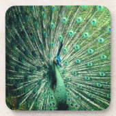 Peacock Strut Getränkeuntersetzer (Vorderseite)