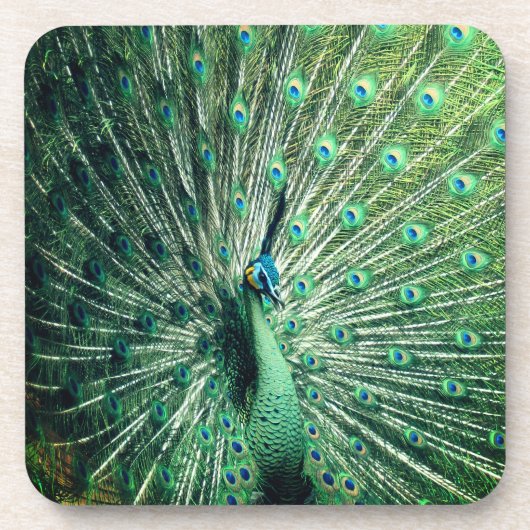 Peacock Strut Getränkeuntersetzer (Vorderseite)
