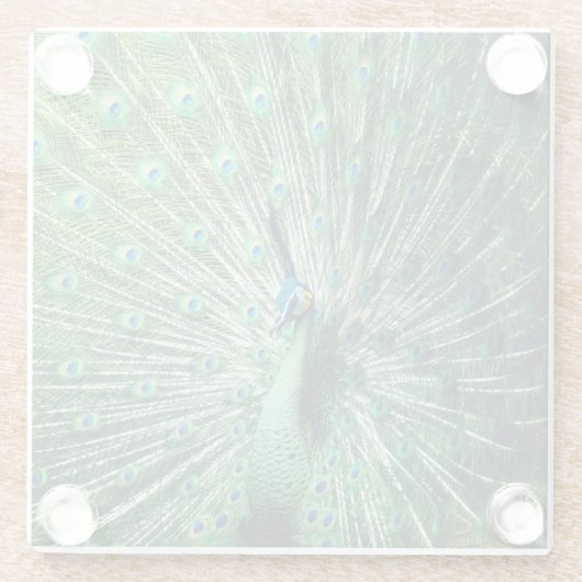 Peacock Strut Glasuntersetzer (Rückseite)