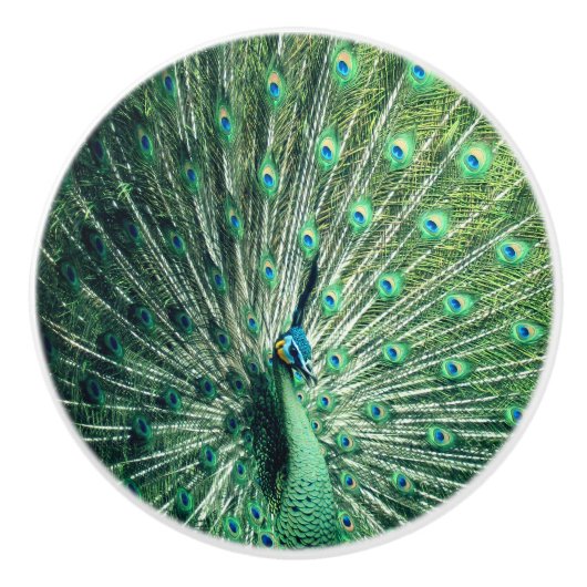 Peacock Strut Keramikknauf (Vorderseite)