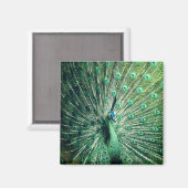 Peacock Strut Magnet (Vorderseite/Rückseite)
