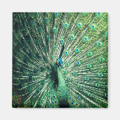 Peacock Strut Magnet (Vorne)
