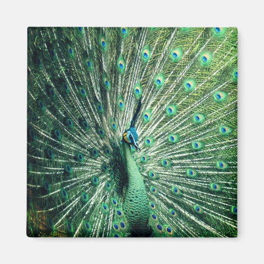 Peacock Strut Magnet (Vorne)