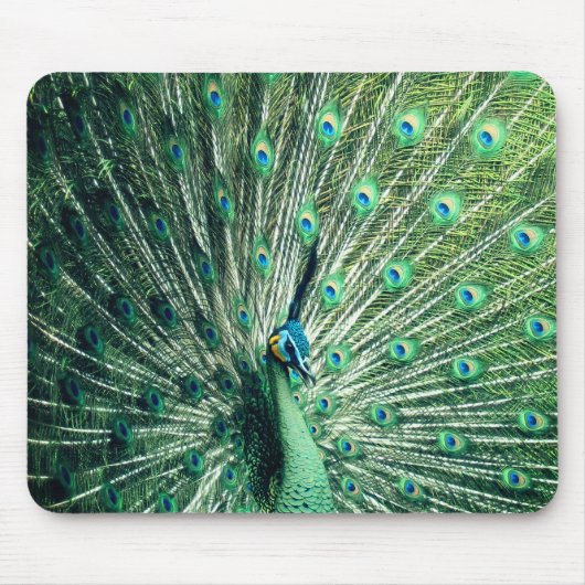 Peacock Strut Mousepad (Vorne)