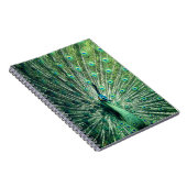 Peacock Strut Notizblock (Rechte Seite)