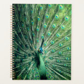 Peacock Strut Planer (Vorderseite)
