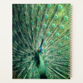 Peacock Strut Planer (Rückseite)