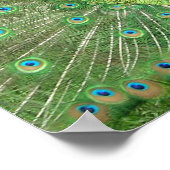 Peacock Strut Poster (Ecke)