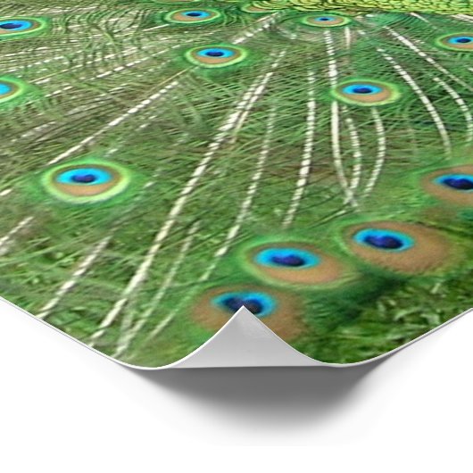 Peacock Strut Poster (Ecke)