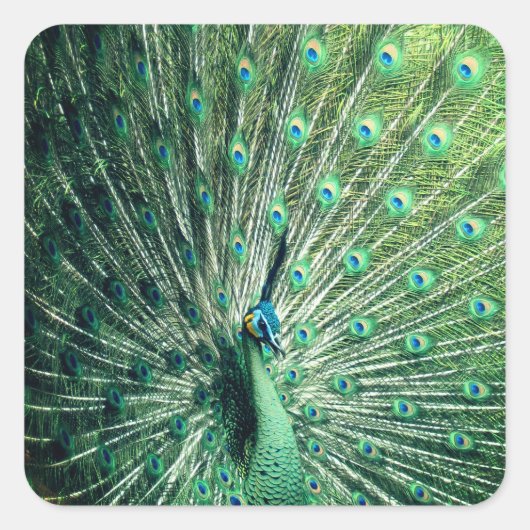 Peacock Strut Quadratischer Aufkleber (Vorderseite)