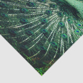 Peacock Strut Seidenpapier (Ausschnitt)