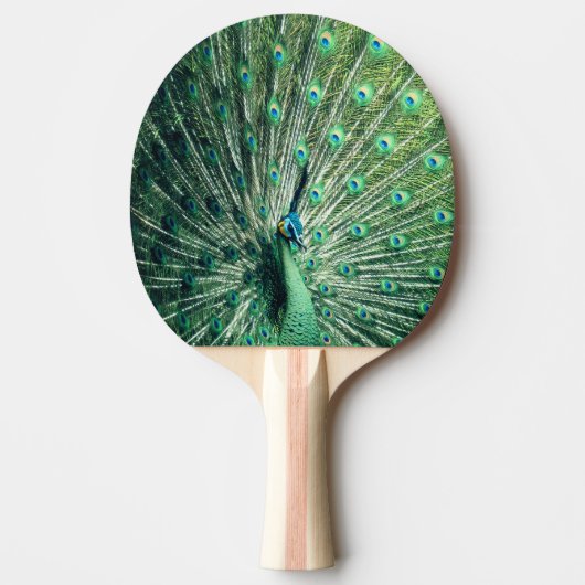 Peacock Strut Tischtennis Schläger (Vorderseite)