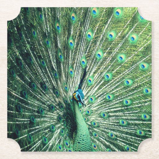 Peacock Strut Untersetzer (Vorderseite)