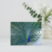 Peacock Tance Postkarte (Stehend Vorderseite)