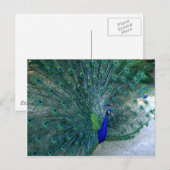 Peacock Tance Postkarte (Vorne/Hinten)