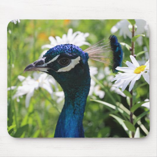 Peacock und Daisies Mouse Pad Mousepad (Vorne)