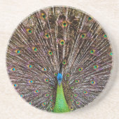 Peacock Untersetzer (Vorne)