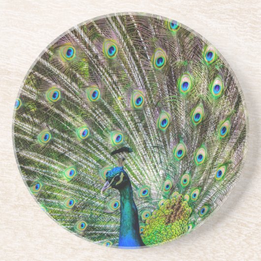 Peacock Untersetzer (Vorne)