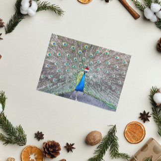 Peacock Wearing Red Santa Cap Funny Feiertagskarte