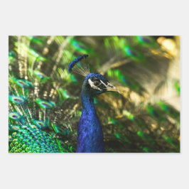 Peacock wrapping paper  geschenkpapier set