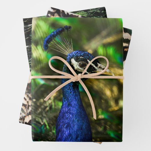 Peacock wrapping paper  geschenkpapier set (Beispiel)