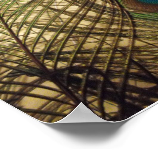 Peacocks Feathers Poster (Ecke)
