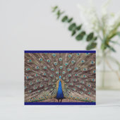 Peacok Postkarte (Stehend Vorderseite)