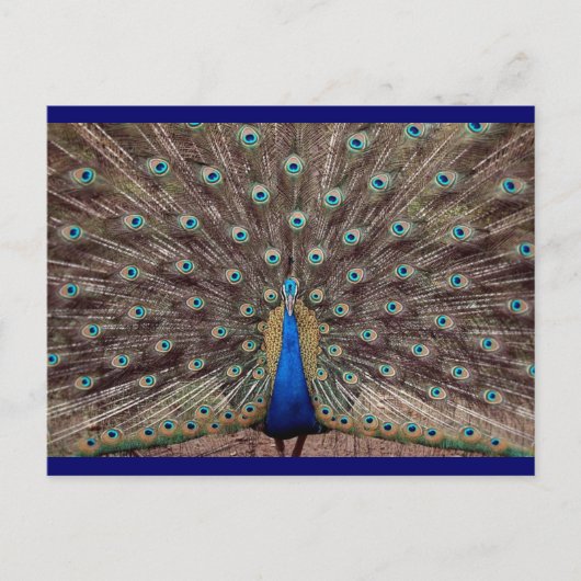 Peacok Postkarte (Vorderseite)