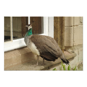 Peahen bewundert Reflexion Fotodruck