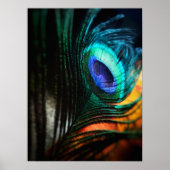 Peakcock Feather up nah und Personal Poster (Vorne)