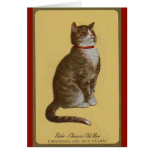 Peake, Chessie's Old Man Tomcat Tabbykatze