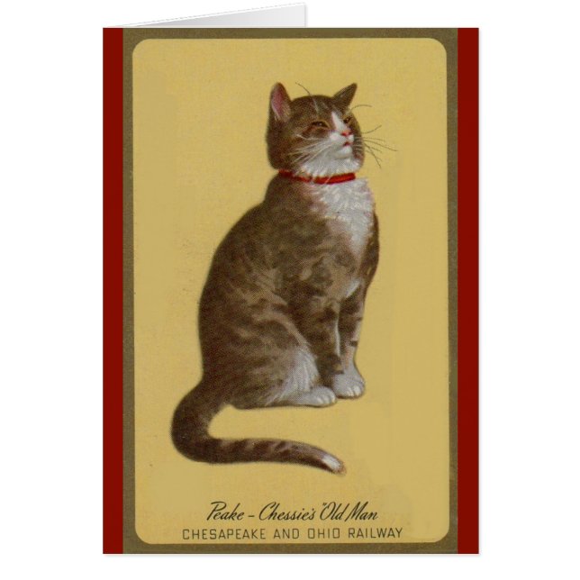 Peake, Chessie's Old Man Tomcat Tabbykatze (Vorne)