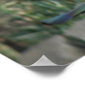 Peanut Pecker Print Poster (Ecke)