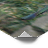 Peanut Pecker Print Poster (Ecke)