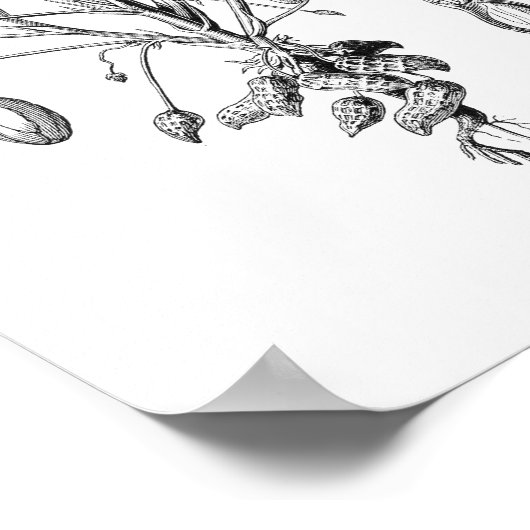 Peanut Vintag Illustration Poster (Ecke)