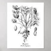 Peanut Vintag Illustration Poster (Vorne)